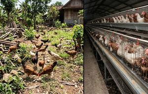 Ayam Umbaran dan Ayam Box (created by AI)