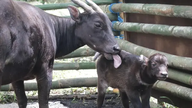 Imutnya Raden, Bayi Anoa Pertama yang Lahir Caesar di Pusat Penangkaran Manado
