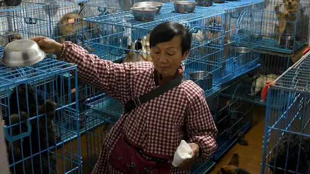Baik Hati, Wanita Ini Pelihara 1.300 Anjing dan 100 Kucing Terlantar
