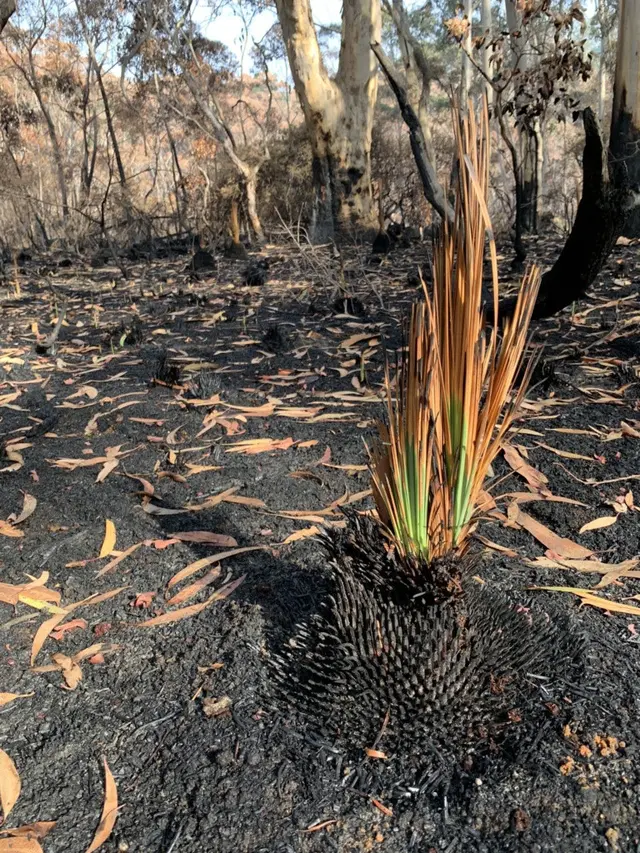 Foto Tumbuhan Hidup di Hutan Sisa Kebakaran Australia (sumber: worldofbuzz)