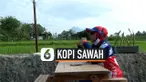kopi sawah thumbnail