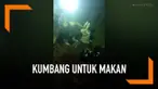 Warga Thailand berlomba-lomba menangkap ribuan kumbang yang keluar pada malam hari karena hujan lebat. Kumbang-kumbang ditangkap untuk dijadikan makanan. Sebab, kumbang menjadi camilan populer di Thailand.