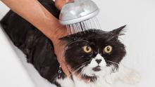 Memandikan kucing. (Shutterstock)