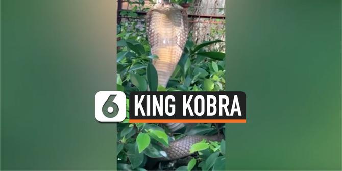 VIDEO: Rekaman King Kobra Siap Menyerang dari Balik Dedaunan