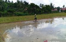 NTP Kaltim November 2025 Capai 148,33: Petani Kalimantan Timur Tetap Sejahtera