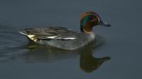 Seekor bebek teal Eurasia berenang di perairan Danau Taudaha di pinggiran Kathmandu (18/1/2021). Danau Taudaha adalah danau kecil di pinggiran Kathmandu, di Nepal. (AFP/Prakashh Mathema)