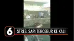 Diduga alami stres saat hendak disembelih, seekor sapi kurban kabur lalu tercebur ke aliran kali di Tanjung Priok, Jakarta Utara. Usai dievakuasi, ia masih coba melarikan diri.