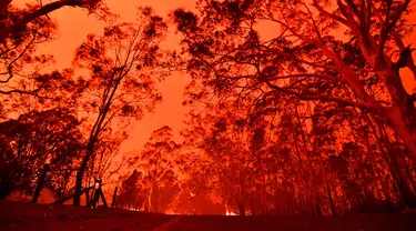 Langit sore bersinar kemerahan akibat kebakaran hutan di daerah sekitar kota Nowra, negara bagian New South Wales, Australia, Selasa (31/12/2019). Akibat kebakaran ini, ribuan wisatawan dan penduduk lokal mengungsi ke wilayah pantai di Australia tenggara. (AFP/Saeed Khan)