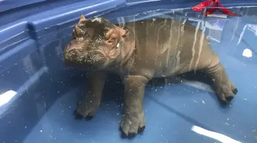 Seekor bayi kuda nil berendam dikolam di kebun binatang  Cincinnati, Ohio, AS (23/3). Bayi kuda nil ini  lahir pada Januari lalu secara prematur, dan diberi nama Fiona. (Angela Hatke / Cincinnati Zoo & Botanical Garden via AP)