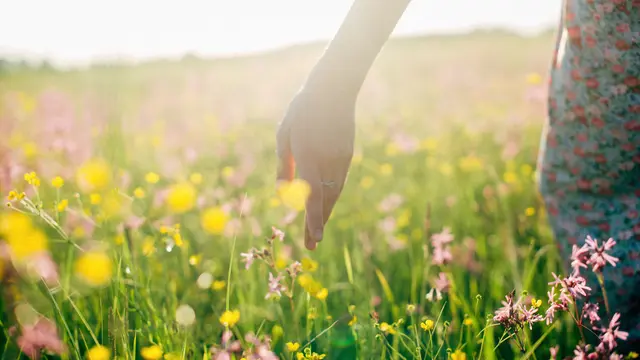 Ilustrasi Wildflower