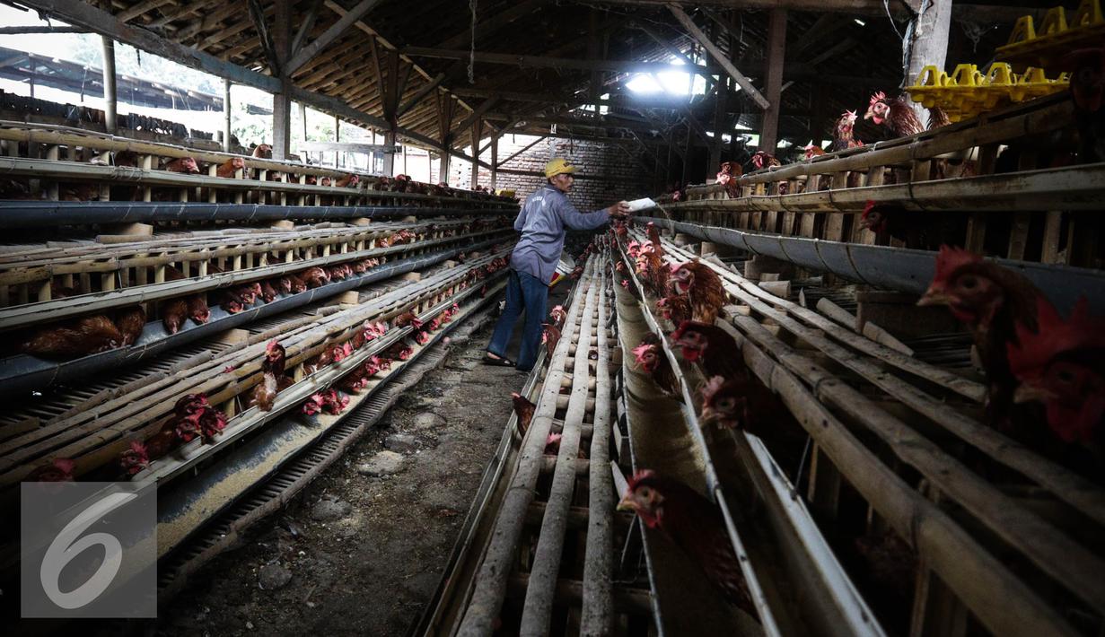 Budidaya Ayam Di Cianjur Hasilkan Satu Ton Telur Per Hari Foto