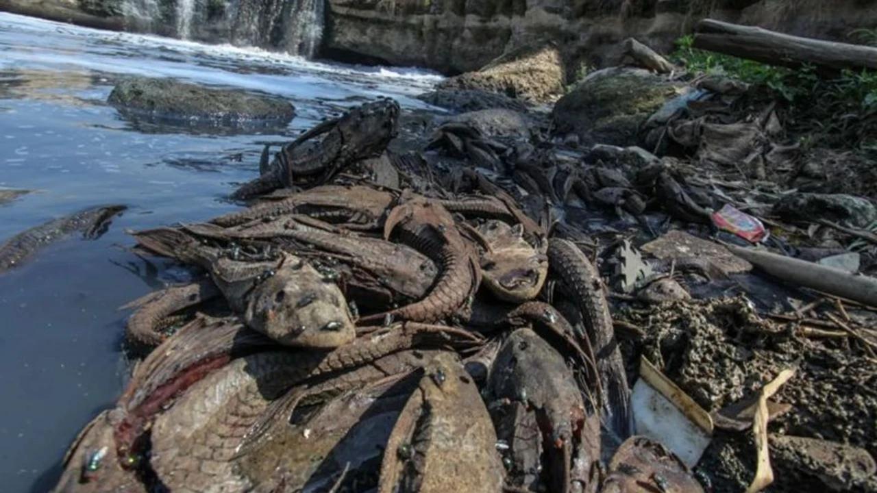 Ikan Sapu-sapu Kuasai Perairan Jakarta, Populasinya Tembus 60 Persen