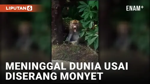 VIDEO: Diserang Monyet saat Buka Puasa, 1 Warga Garut Meninggal Dunia