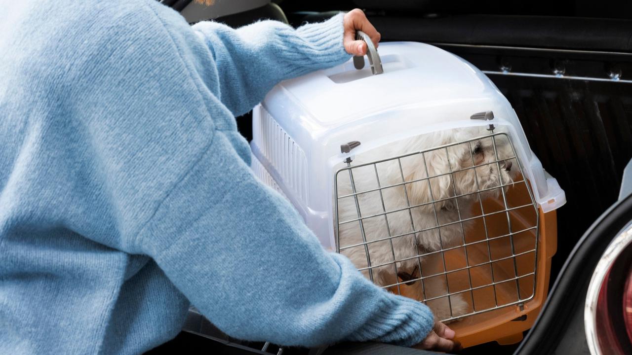 Ilustrasi Pet Cargo (©Freepik)