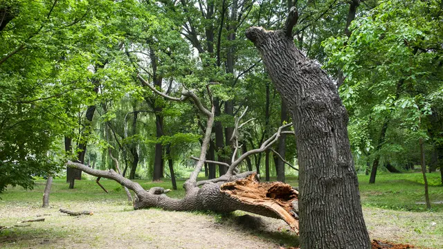 Pohon Tumbang - Vania