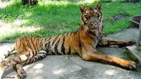 [VIDEO] Telantar, Harimau KB Surabaya Dipindah ke Taman Safari