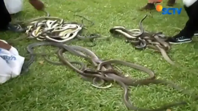 Mengisi libur Lebaran, Taman Reptil Sanggaluri di Purbalingga, Jawa Tengah, menggelar lomba menangkap ratusan ular. 