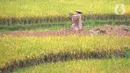 Petani melakukan panen padi jenis IR 64 di kawasan Sukamakmur, Bogor, Jawa Barat, Kamis (5/1/2022). Harga gabah kering di tingkat petani saat ini mengalami kenaikan Rp 500 menjadi Rp 7000/kg disebabkan curah hujan yang tinggi sehingga menyebabkan panen padi tertunda. (merdeka.com/Arie Basuki)