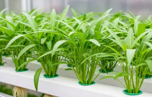 6 Cara Menanam Kangkung Hidroponik untuk Pemula di Rumah