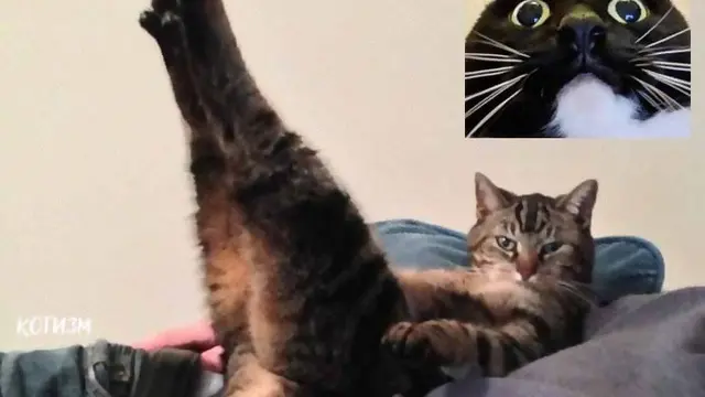 5 Potret Kocak Kalau Kucing Lakukan Video Call Seksi