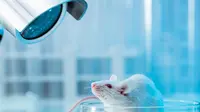 Ilustrasi Tikus Putih di Laboratorium (sumber: unsplash)
