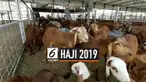 Pasar kambing An'am amenyediakan ribuan kambing untuk jemaah calon haji yang akan membayar dam sebelum mengambil haji tamatu. Di pasar ini, jemaah bisa mencari kambing dengan harga yang beragam. Biasanya tempat ini menjadi pilihan jemaah haji Indones...