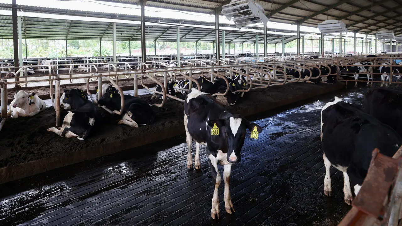 Peternakan sapi perah di Banyuwangi dikelola secara modern, mampu produksi susu sapi segar  32 ton per hari (Istimewa)