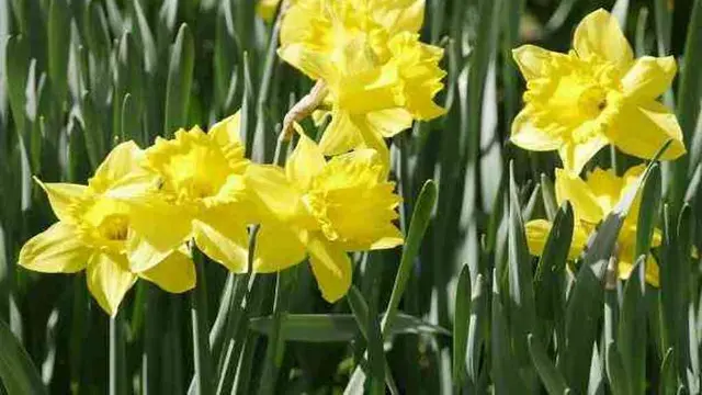 [Bintang] Diwakili sama Bunga, Ini Bunga yang Sesuai dengan Zodiak Kamu