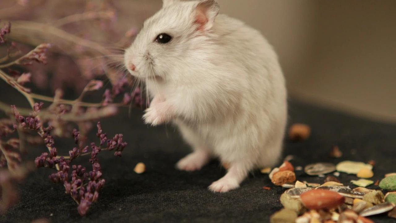 7 Jenis Tikus yang Sering Berkeliaran di Rumah, Penting untuk Pengendalian Maksimal