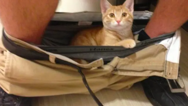 7 Potret Lucu Kucing Saat Bersantai di Tempat Tak Semestinya