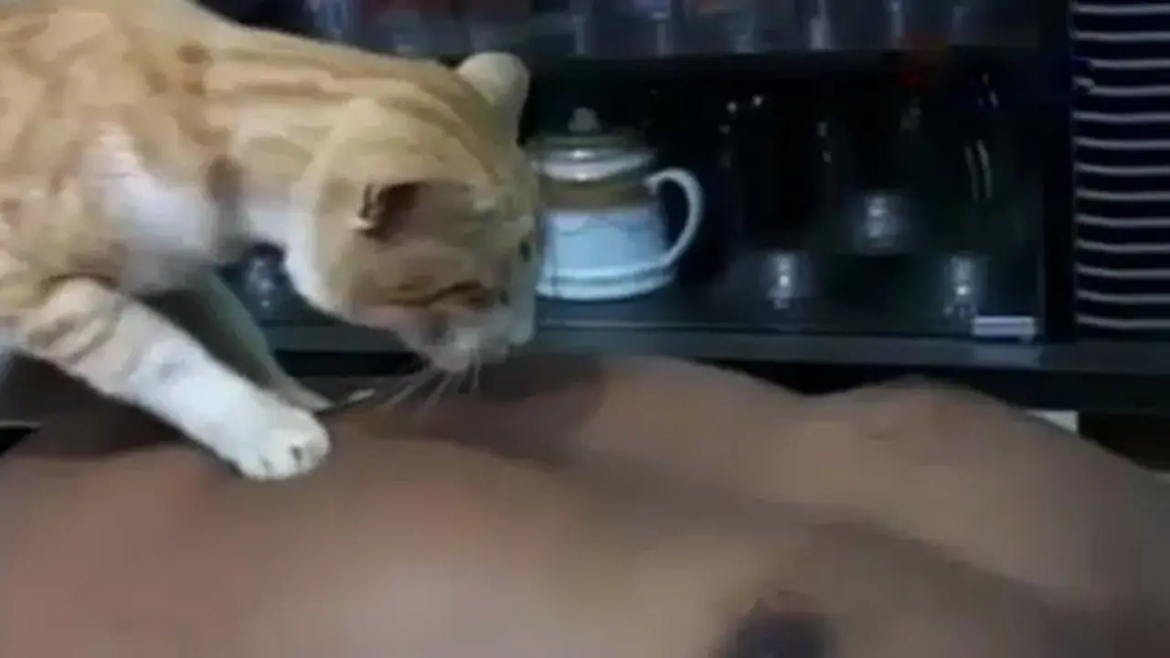 Kucing-Pijat