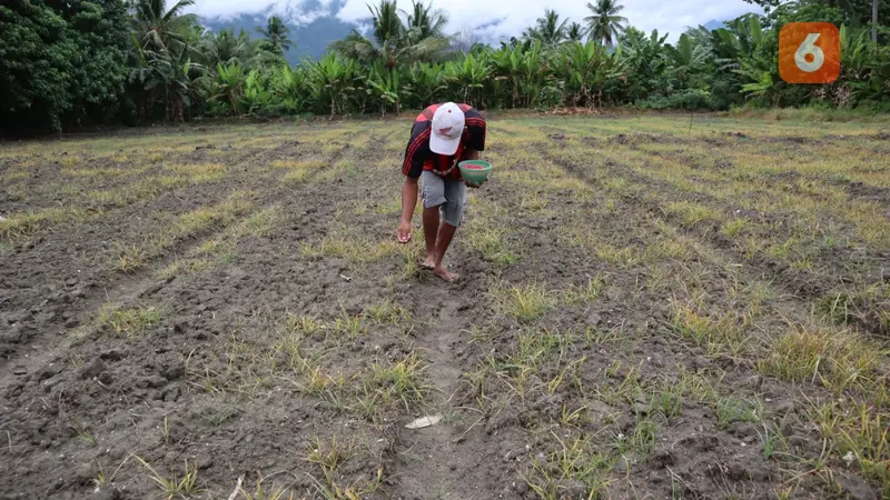 petani sigi menanam bibit jagung