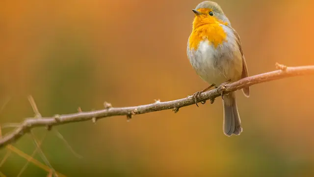 Serangan dari Teman Sekandang atau Hewan Lainnya