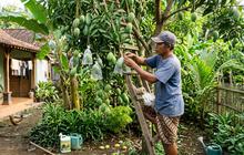 Cara Mengatasi Buah Mangga Rontok Sebelum Matang, Ini Penyebab dan Solusinya