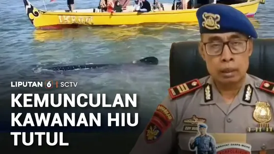 Kemunculan Kawanan Hiu Tutul di Perairan Jawa