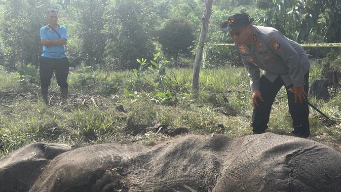 Kasus Anak Gajah Mati di Tesso Nilo, Pemilik Lahan Ditetapkan Tersangka
