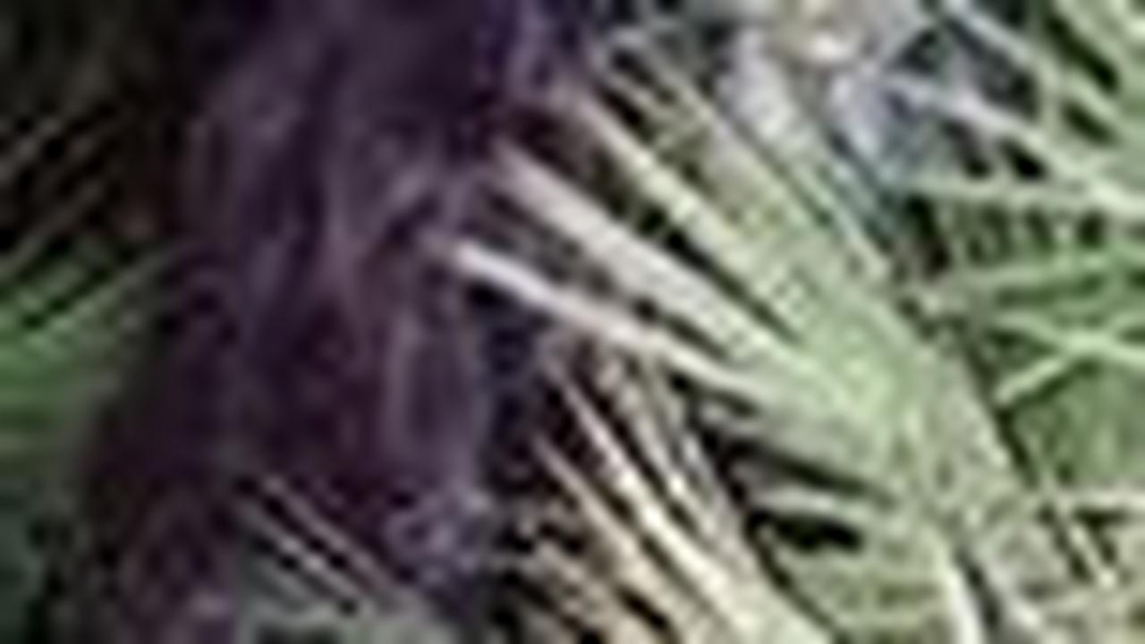 <b>Skunk Ape, Makhluk Berbulu Hitam Tebal</b><br>