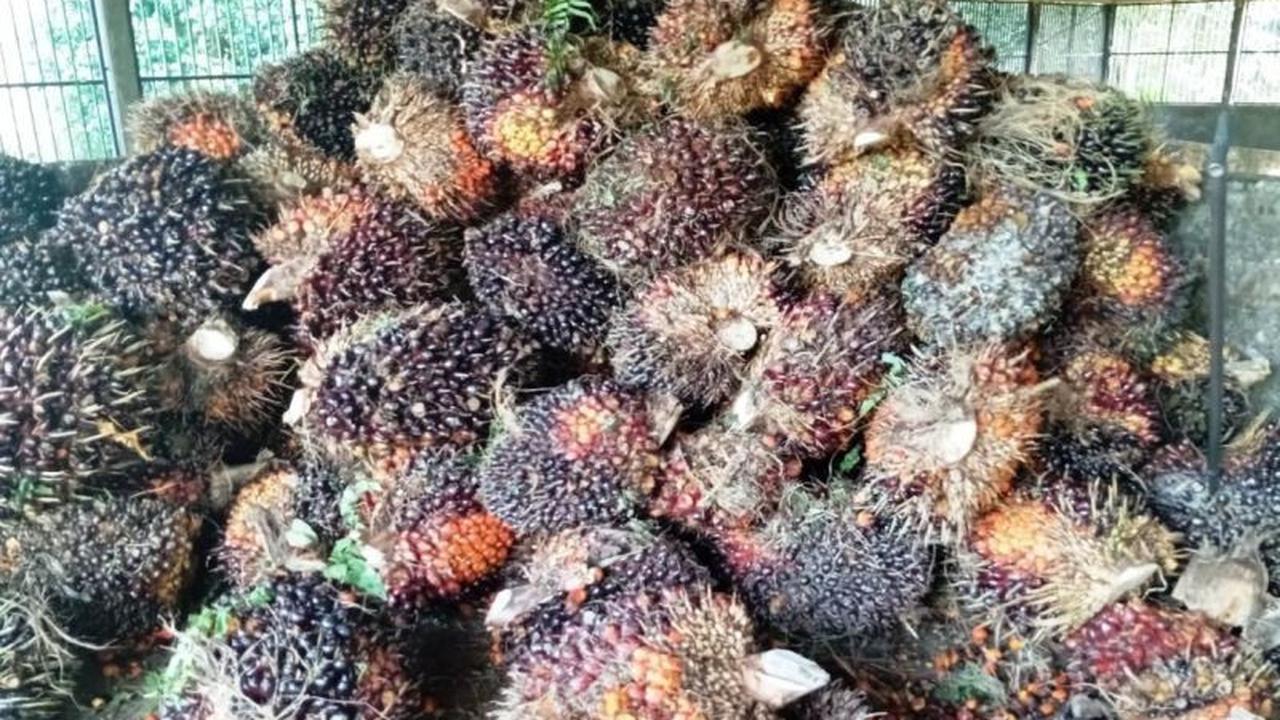 Hilirisasi Sawit Kutim: Perkuat Ketahanan Energi Nasional dan Ekonomi Daerah
