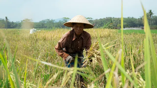 Ilustrasi petani, panen