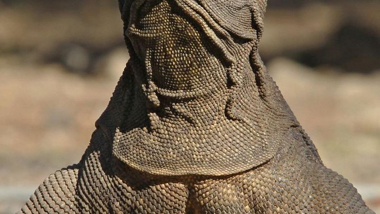 4. Komodo Memiliki Keuntungan Soal Ukuran<br>