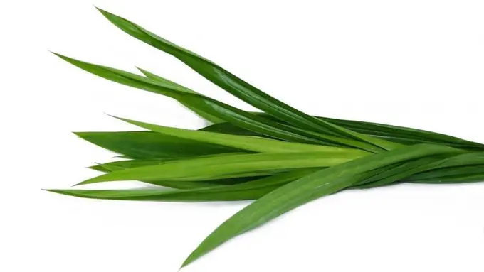 ilustrasi daun pandan merupakan tanaman herbal/pexels