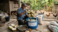 Cara Membuat Probiotik Ayam Kampung Alami dari Bahan Sederhana dan Mudah Didapat