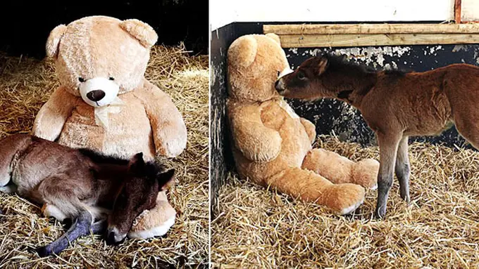 Breeze dan boneka beruang (c) dailymail.co.uk