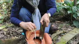 Peneliti Sofie Mursidawati mengecek jenis kelamin bunga Rafflesia Patma yang mekar di Kebun Raya Bogor, Jawa Barat, Minggu (15/9/2019). Jika cuaca sedang lembab, setiap bunga bisa mekar sempurna lebih dari tiga hari. (merdeka.com/Arie Basuki)