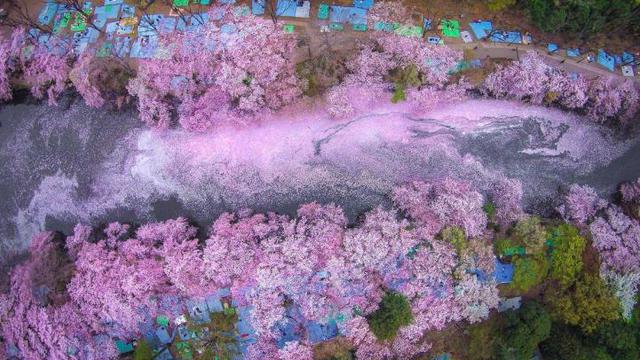 Bunga Sakura Mulai Tumbuh Di Papua Regional Liputan6 Com