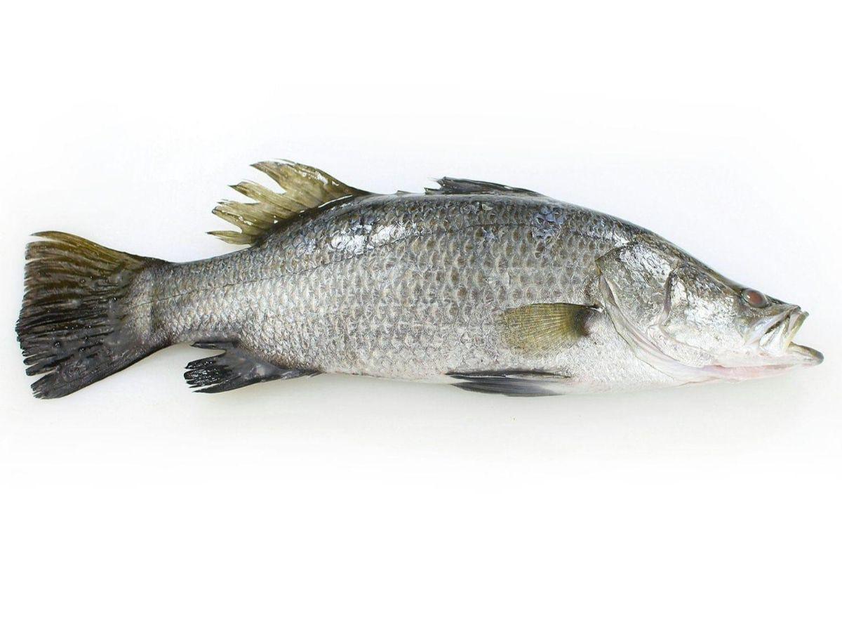 8. Kakap Putih (Barramundi)