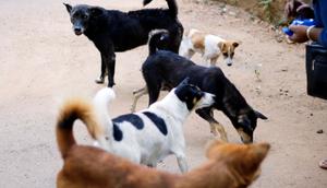 Ilustrasi anjing liar. (Unsplash/Heshan Weeramanthri)