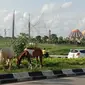 Sepasang kuda memakan rumput di taman trotoar Kota Makassar (Liputan6.com/Ahmad Yusran)