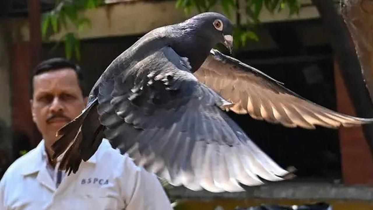 Larangan Beri Makan Merpati Picu Demo Besar-besaran, Demonstran Sampai Bentrok dengan Polisi