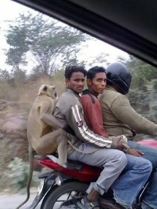 Cuma di India monyetnya anteng banget diajak naik motor begini (Source: IST)